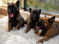 Safkan Malinois Yavruları