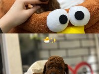Toy Poodle Bebekler