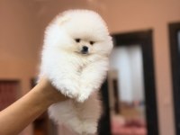 TÜRKİYENİN EN GÜZEL POMERANİAN BOO ERKEĞİ