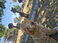 Labradoodle yavrularımız