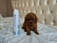 Toy poodle kore ve kore kan yavrular