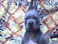 Fcı-Kıf Secereli Safkan Cane Corso Köpekler