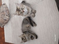 British longhair yavrular