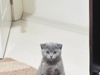 Minik Scottish Fold Prenses