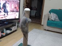 Scottish fold 3 aylık dişi