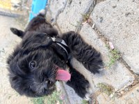 3 Aylik Maltipoo