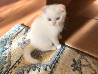 EVİNİZİN NEŞESİ OLACAK SARIŞIN SCOTTİSH YAKIŞIKLILAR
