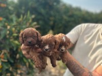 Minik maltipoo bebekleriniz sizi bekliyor