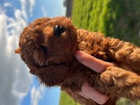 ÖMÜR BOYU IRK GARANTİLİ DARK VE RED BROWN TOY POODLE