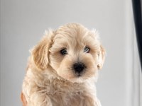Maltipoo Yavruları Evde büyüyen Bebeklerim