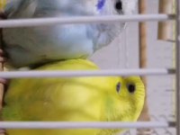 Hazır Çift Muhabbet Kuşu Yavru Verdiler