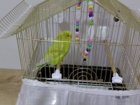 Dişi mubabbet kuşumu
