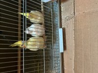 Albino Lutino Sultan Papağanı
