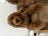 Dev poodle yavruları (standart poodle)