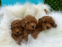 Toy Poodle Yavrular