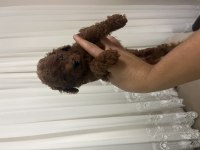 Teslime hazır Poodle yavrular
