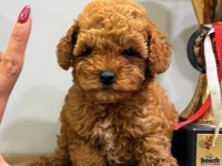 Red Dişi Teacup Toy Poodle