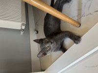 5 Aylık Gri British Shorthair