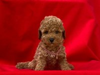 Sakan orjinal teacup poodle