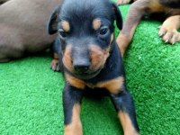 Estetikli Doberman Yavrular