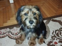 5 aylık terrier iç dış parazit yaptı