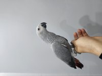 FULL EVCİL OYUN HAMURU BEBEK JAKO