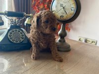 EV ORTAMINDAN RED BROWN TAM TOY POODLE BEBEKLER