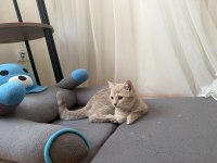 2.5 aylık British shorthair kedimiz