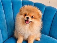 Erkek Pomeranian Tuvalet Eğitimli