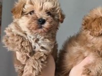 KİLO GARANTİLİ IRKININ EN İYİLERİ MALTİPOO