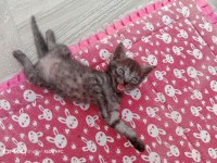 Scottish fold kedisi yavruları