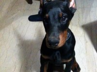 HEYBETLİ ESTETİKLİ DOBERMAN SAĞLIK VE IRK GARANTİLİ DOBERMAN