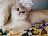 Blue golden dişi yavru british shorthair
