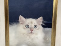 Saf Kan British Longhair