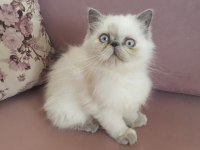 Egzotik İran Kedisi Kızım