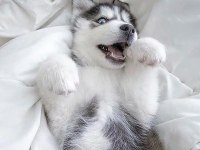 Show Clas Sibirya Kurdu Husky Yavrular 2 Erkek Dişi