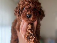 Sağlık ve ırk garantili toy poodle bebekler