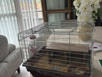 Yavru safkan Coronet Guinea Pig kafesi yemi her şeyi mevcut