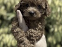 Toy Poodle Köpeğimiz