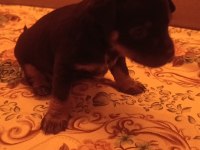 Minyatür Pinscher Yavruları Dişi Erkek