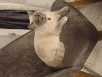 Yetişkin British Shorthair