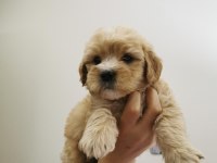 Maltipoo Adrese Teslim, Kapıda Ödeme Yapabilirsiniz