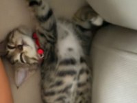 Çok evcil Tekir