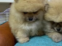 Safkan ırk garantili pomeranian boo