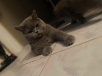 Ömürlük yuva british shorthair kedimize