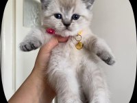 Boncuk British Shorthair Kardeşler