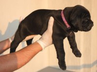 A SCR KIF-FCI KAYITLI CANE CORSO YAVRULAR