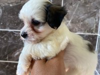 Minyatür orjinal morkie yavrular