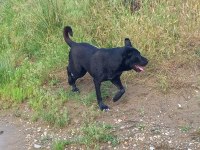 2 yaşında ücretsiz köpeğimiz