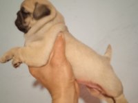 A kalite pug mops bebekler